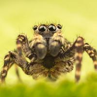 Jumping Spider - Sitticus pubescens 8 